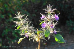 Haplanthodes tentaculatus